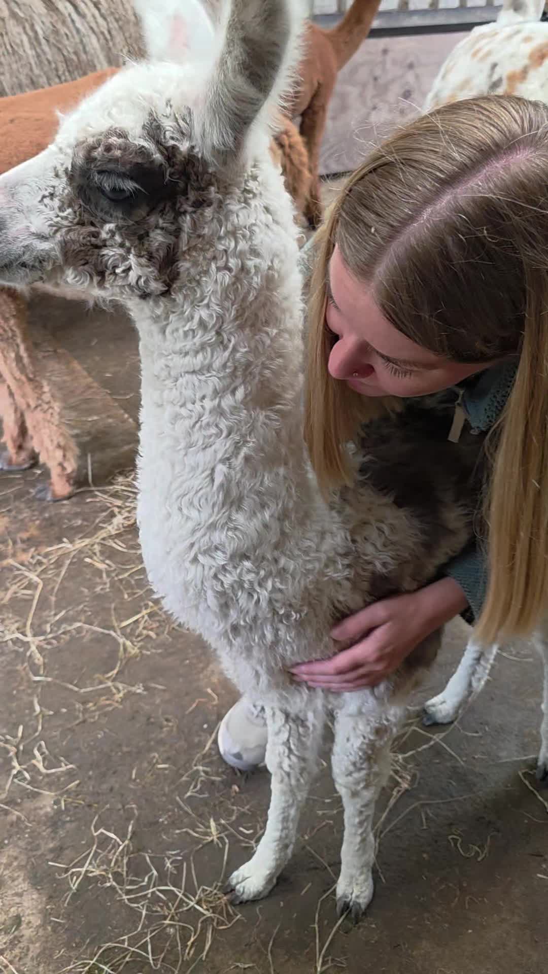 @Bardsea Alpacas and Llamas