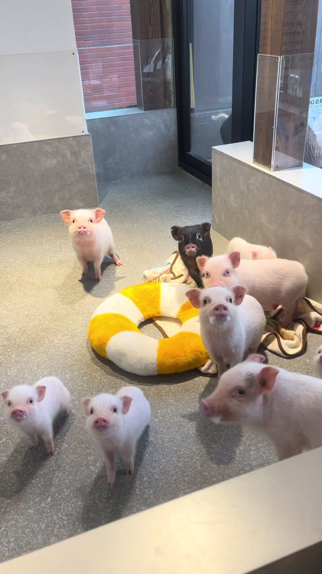 @pignic