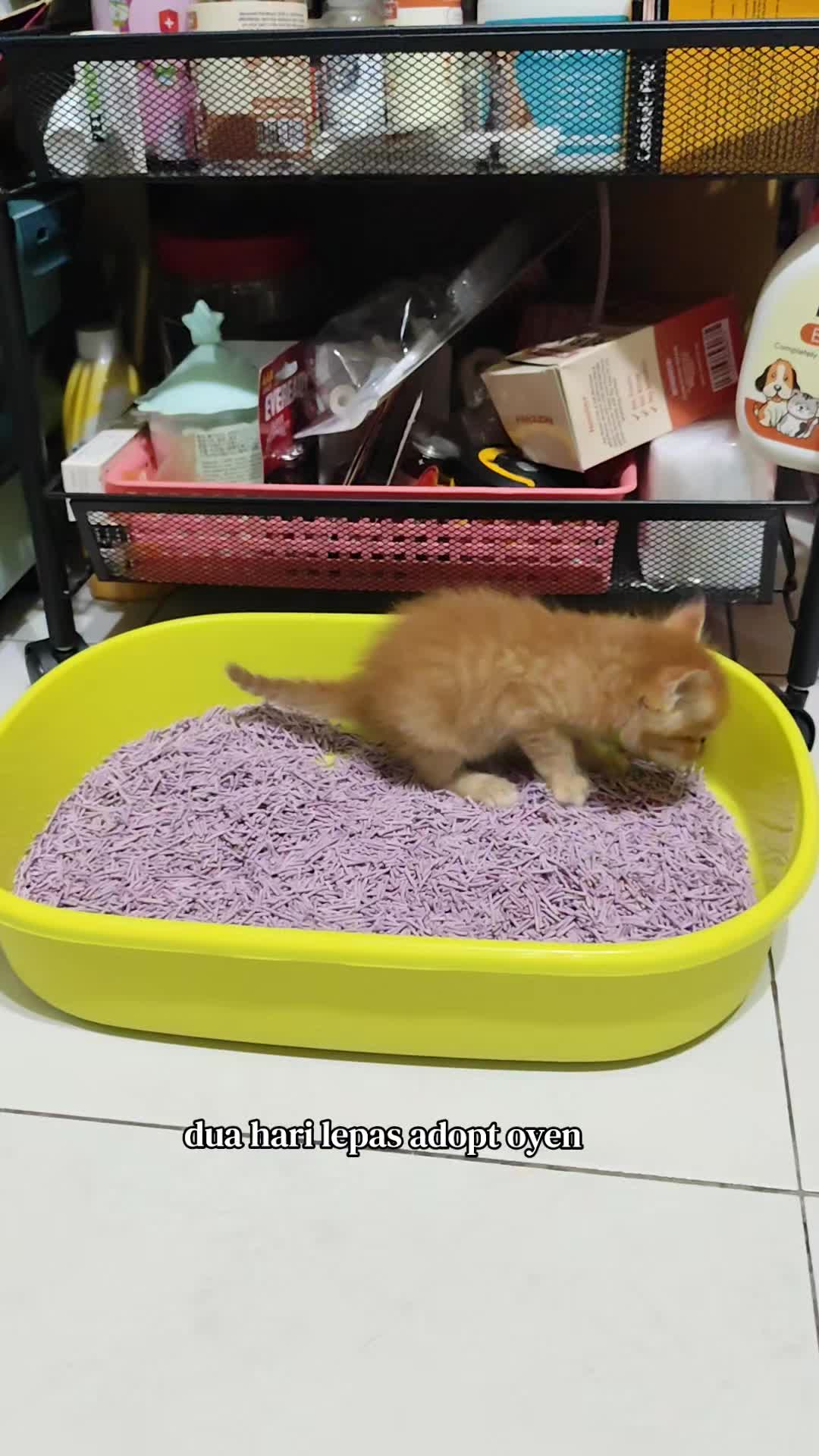 @Omma Kucing 🇲🇾🍉