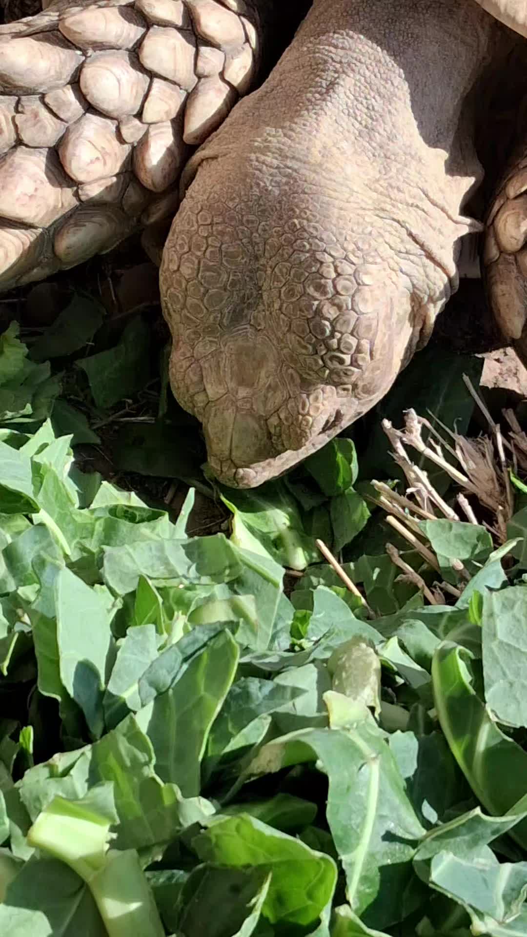 @TinyHoovesRescueAndPettingZoo