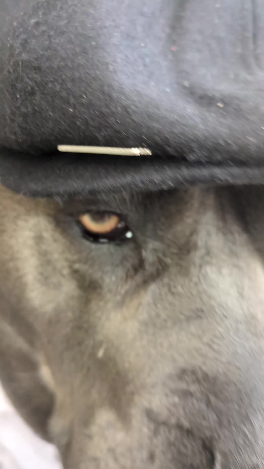 @mist_the_canecorso