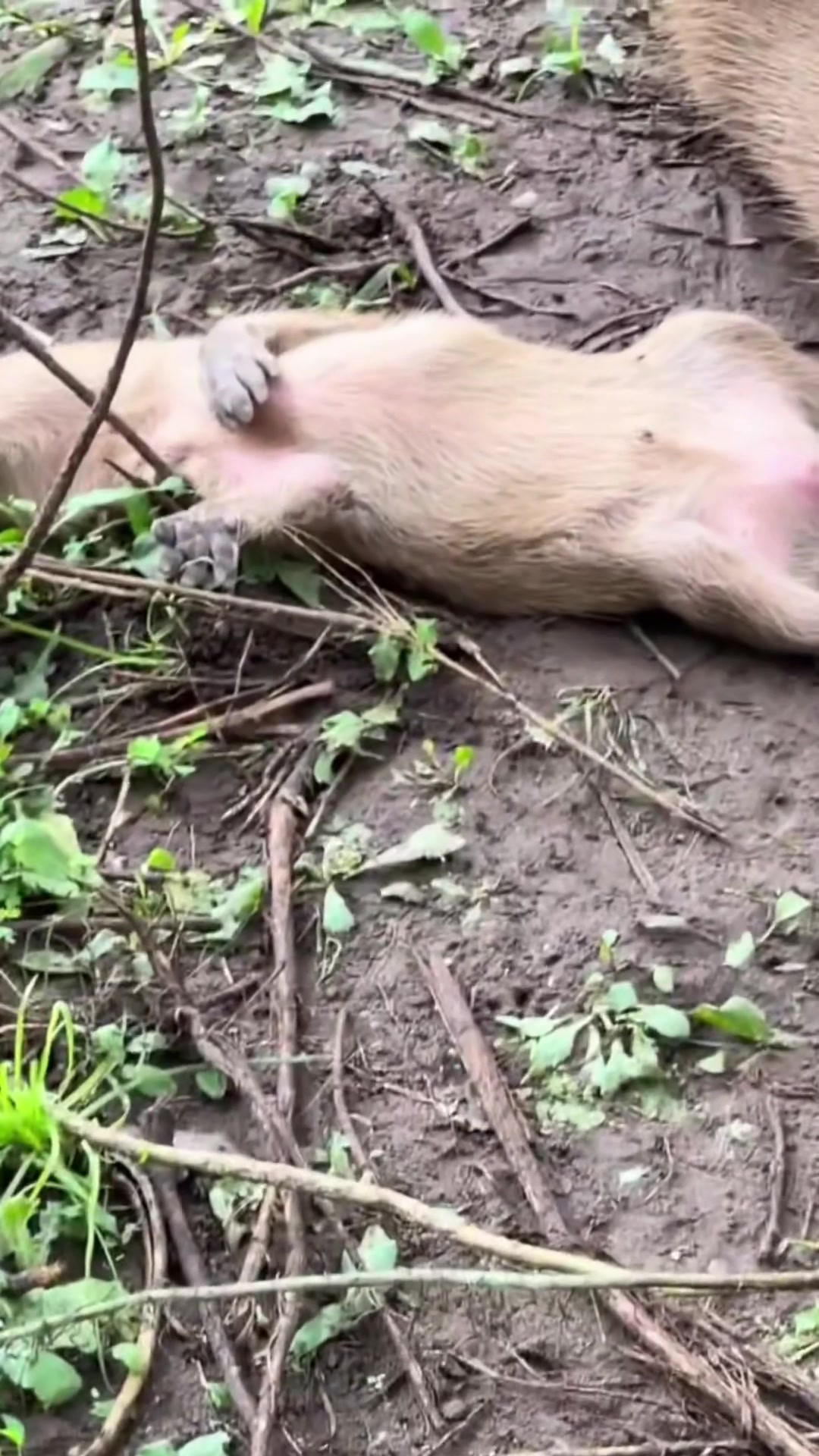 @Capybarabaramedia