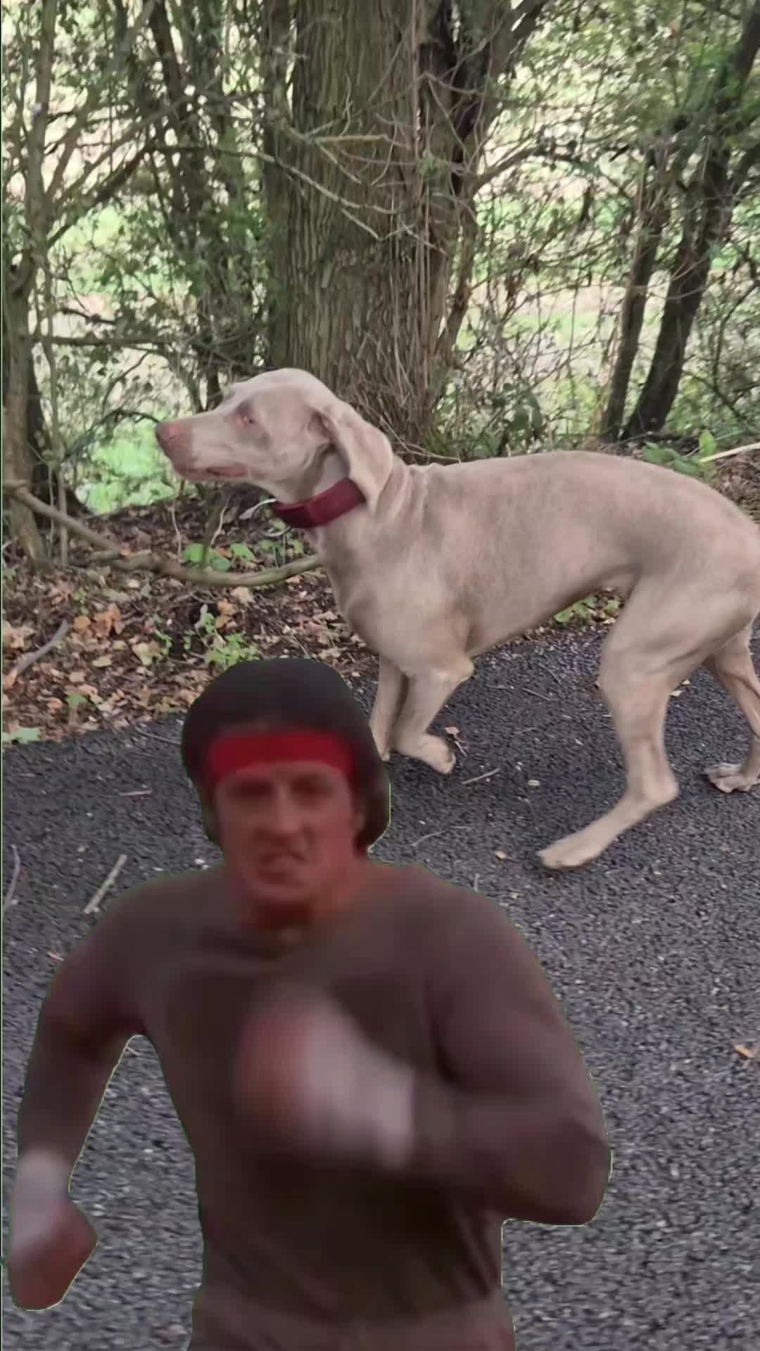 @Sabsky weimaraners