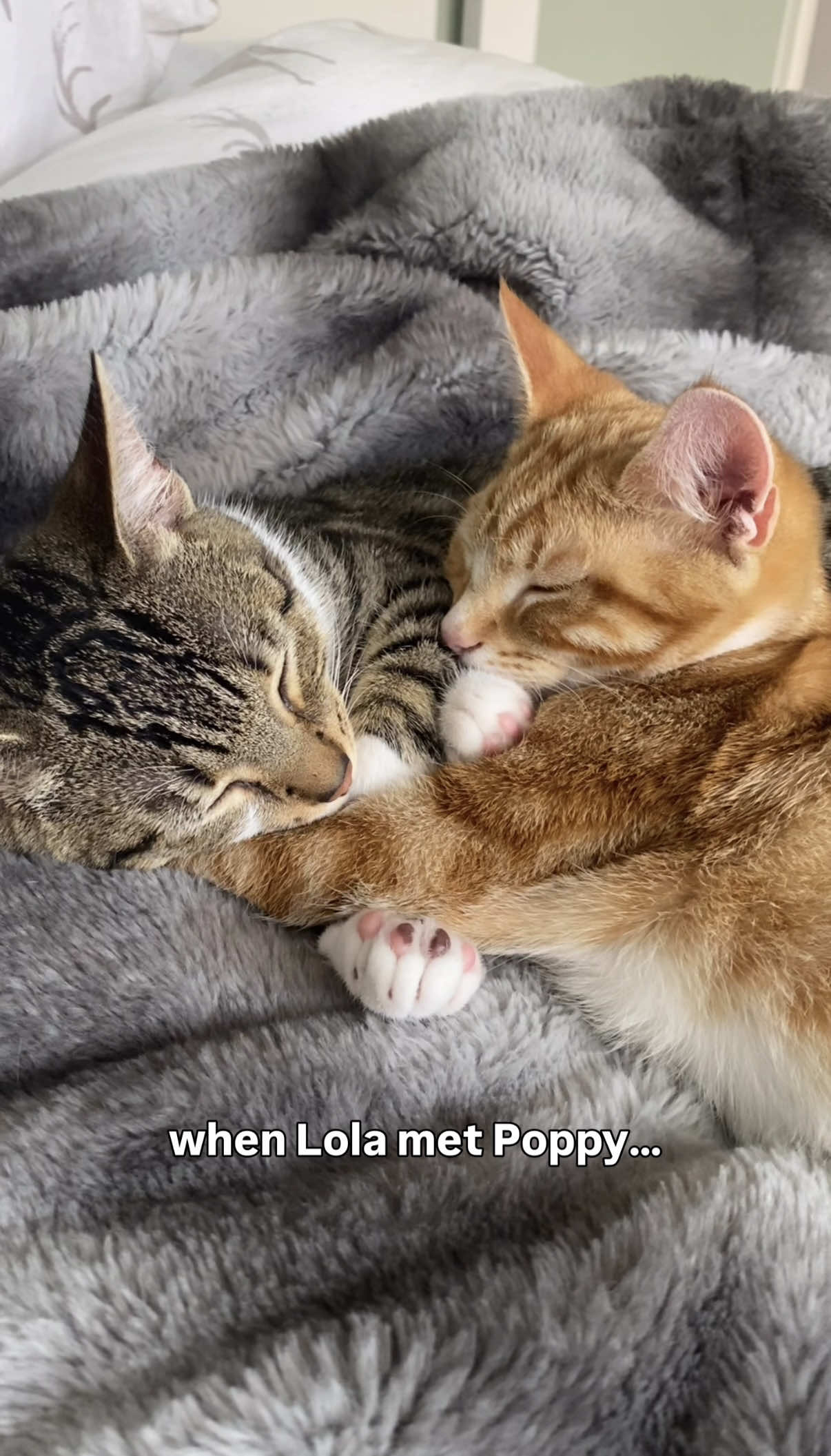 @lola_and_popps