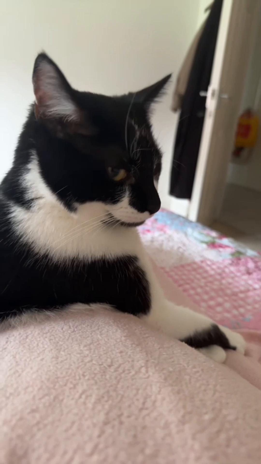 @Chibi.the.cat