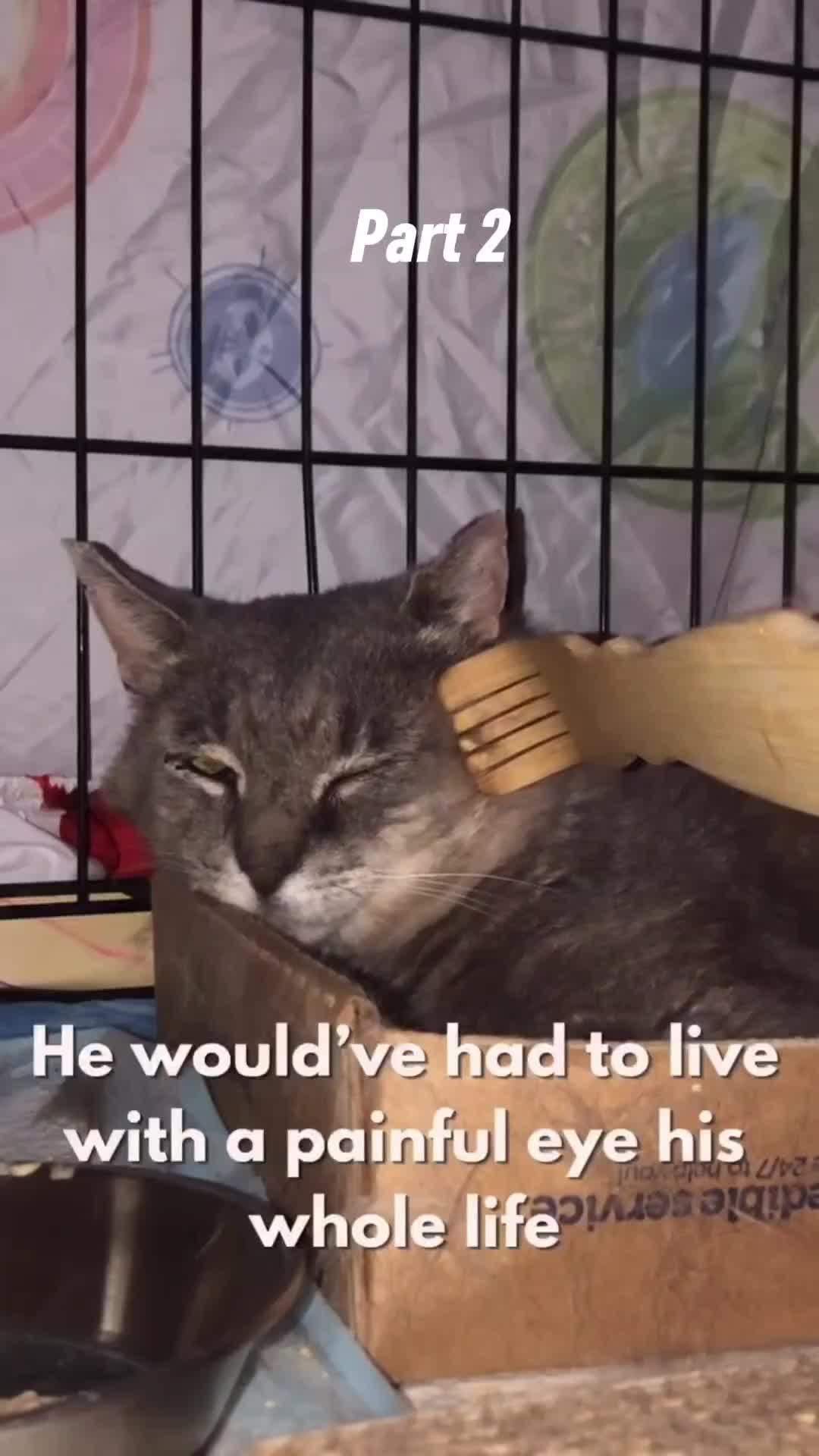 @Pets Mania
