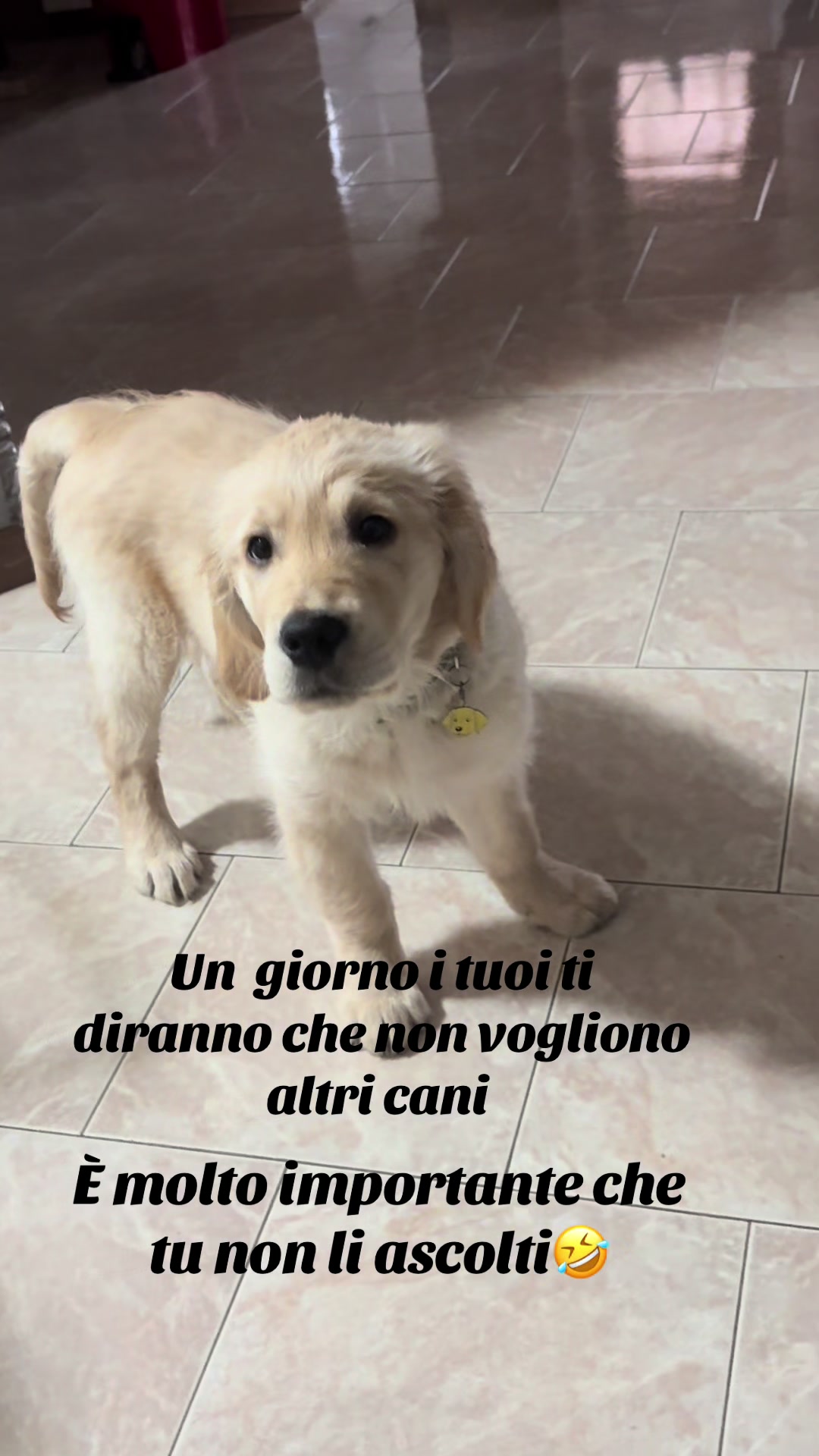 @Danka