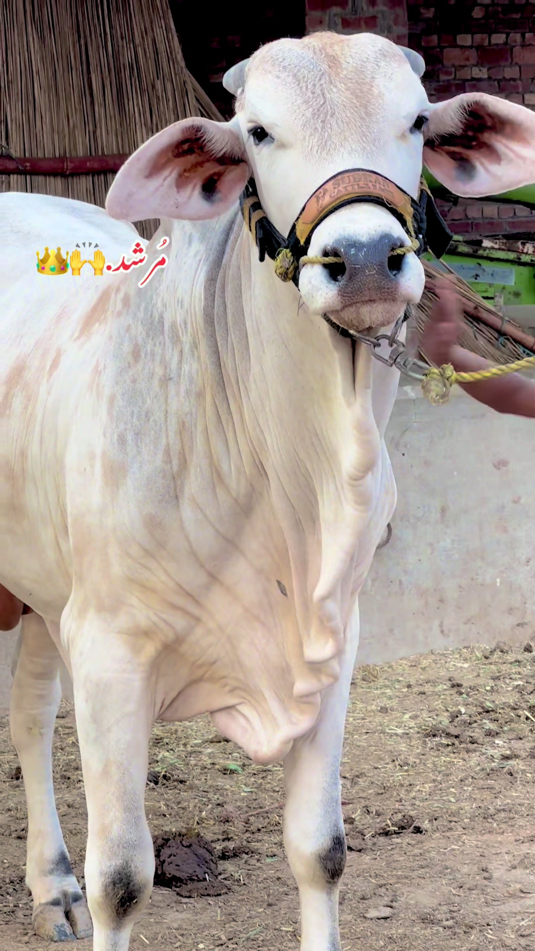 @Subhan cattle farm.🐂