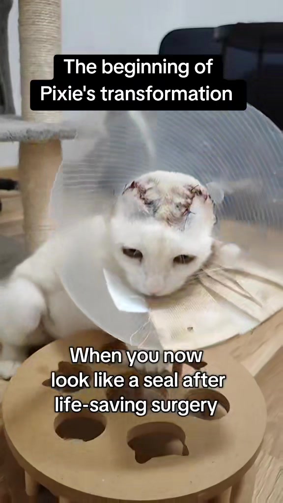 @Fluffy and Pixie