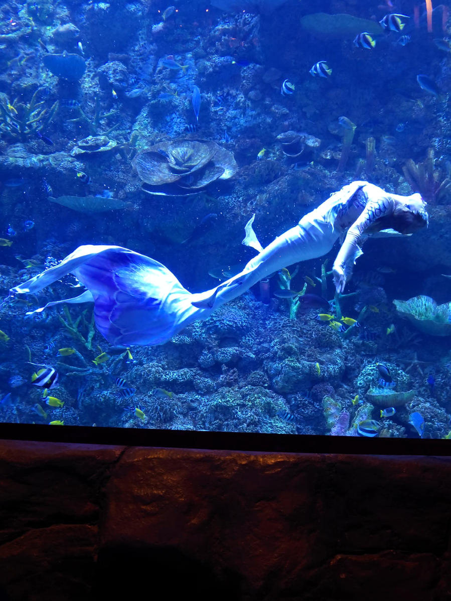 @Mermaid Cryztal
