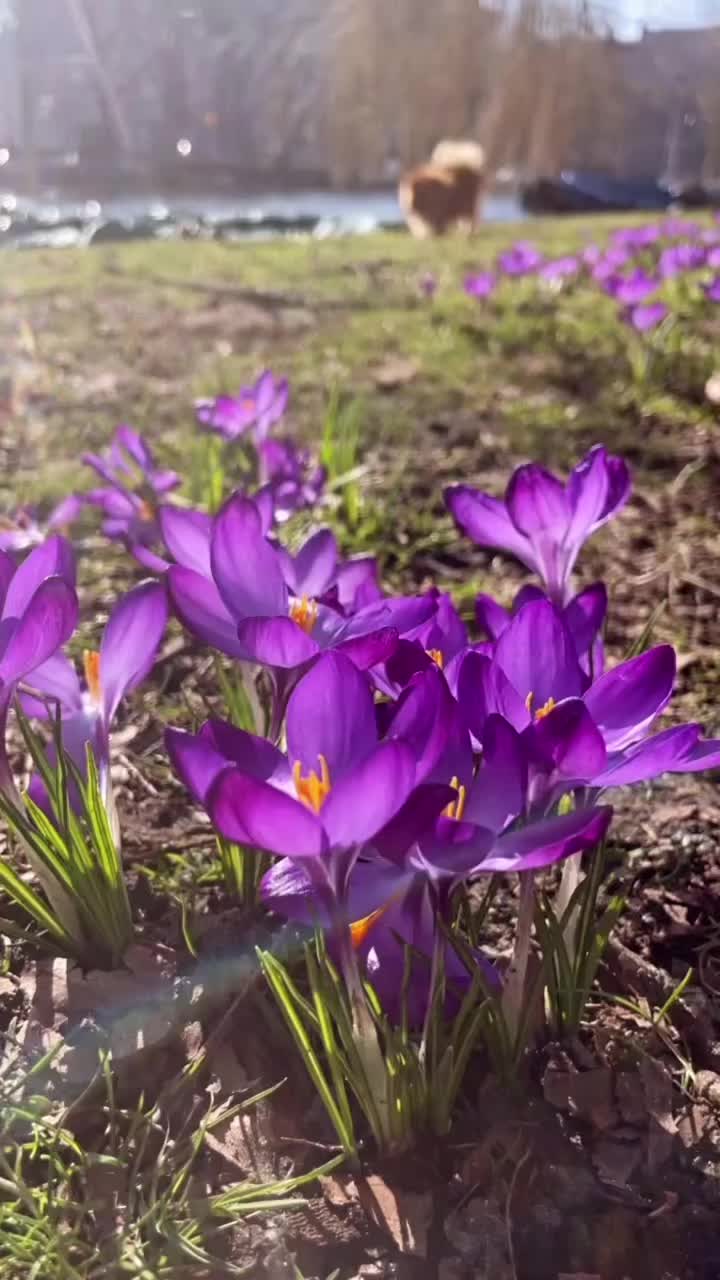 @doncaspy