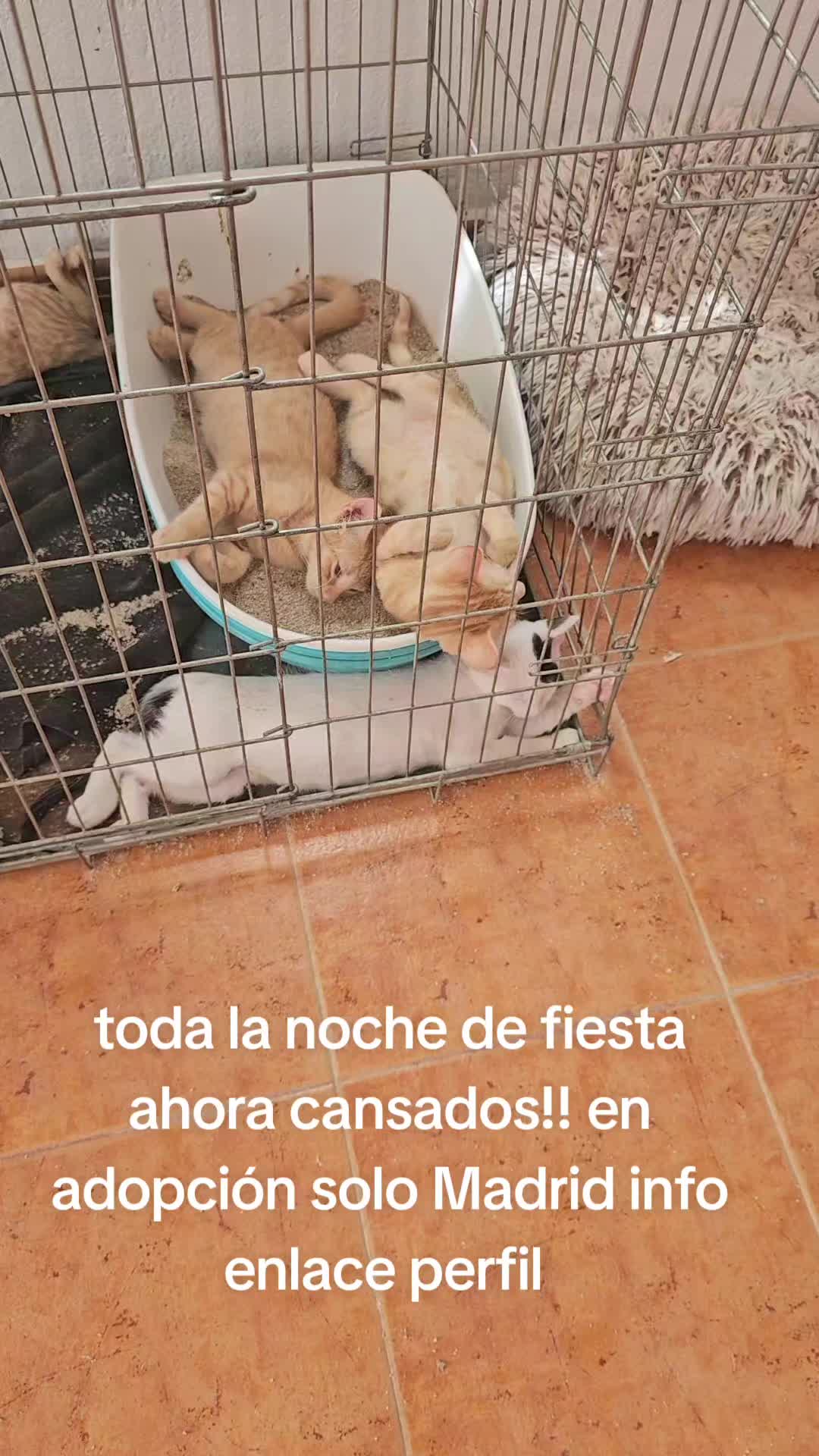 @Ronporsiempre