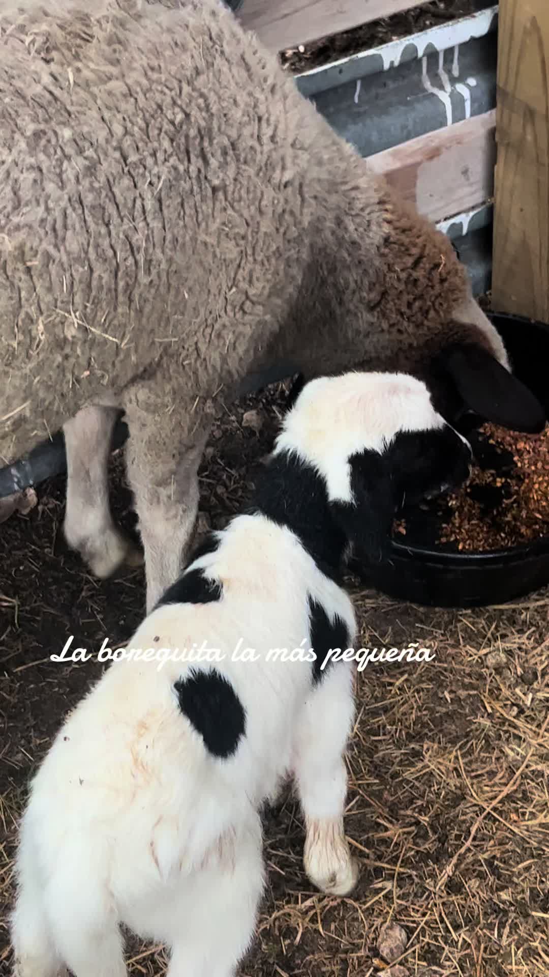 @Lupita661