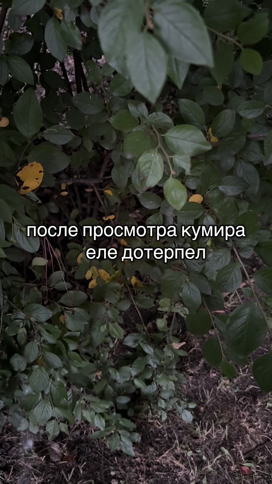 @projectmimo