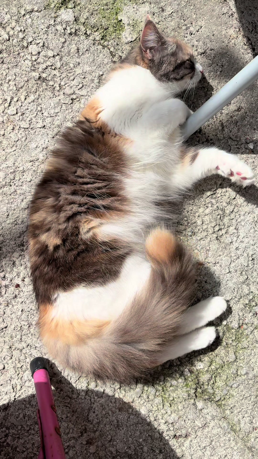 @wildkittyog