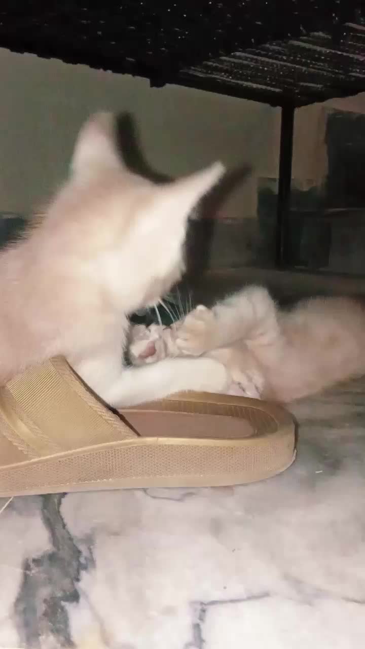 @cutecatlover8172