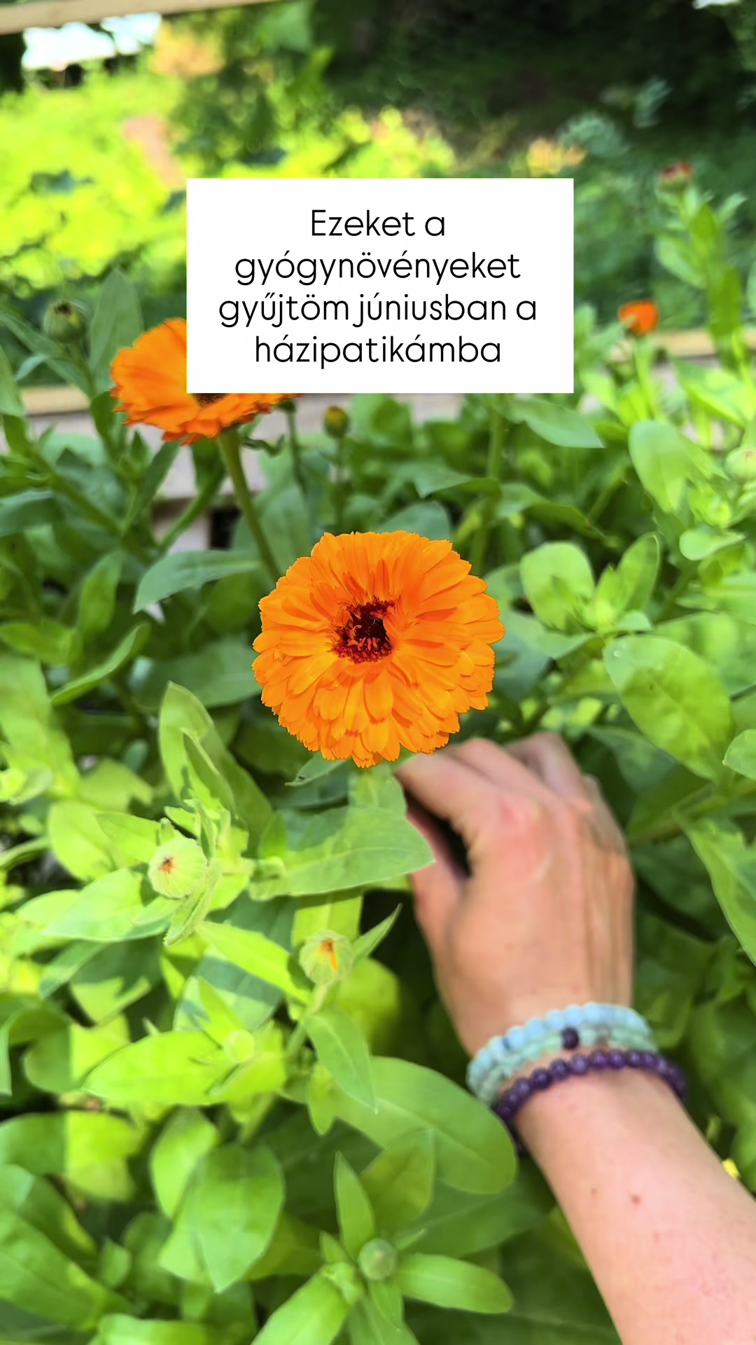 @agyogynovenyeslany