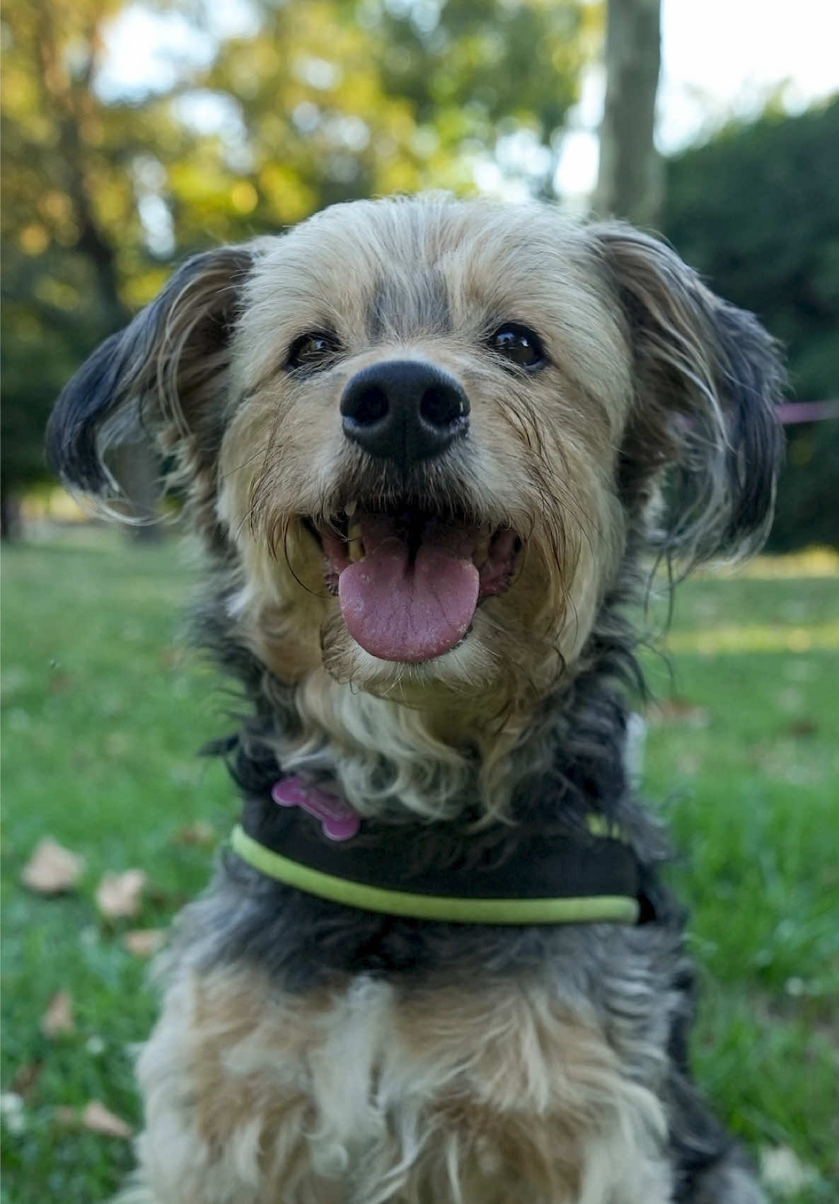 @Doggodaiily