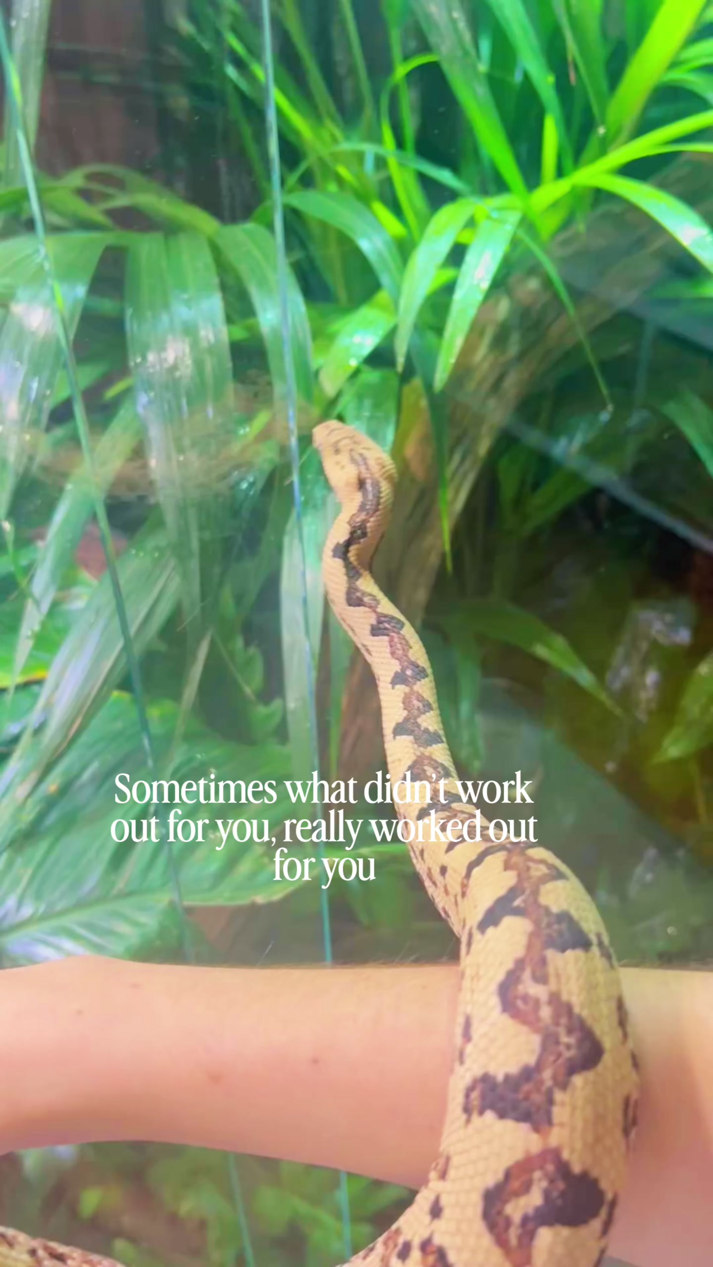 @reptilbewusst