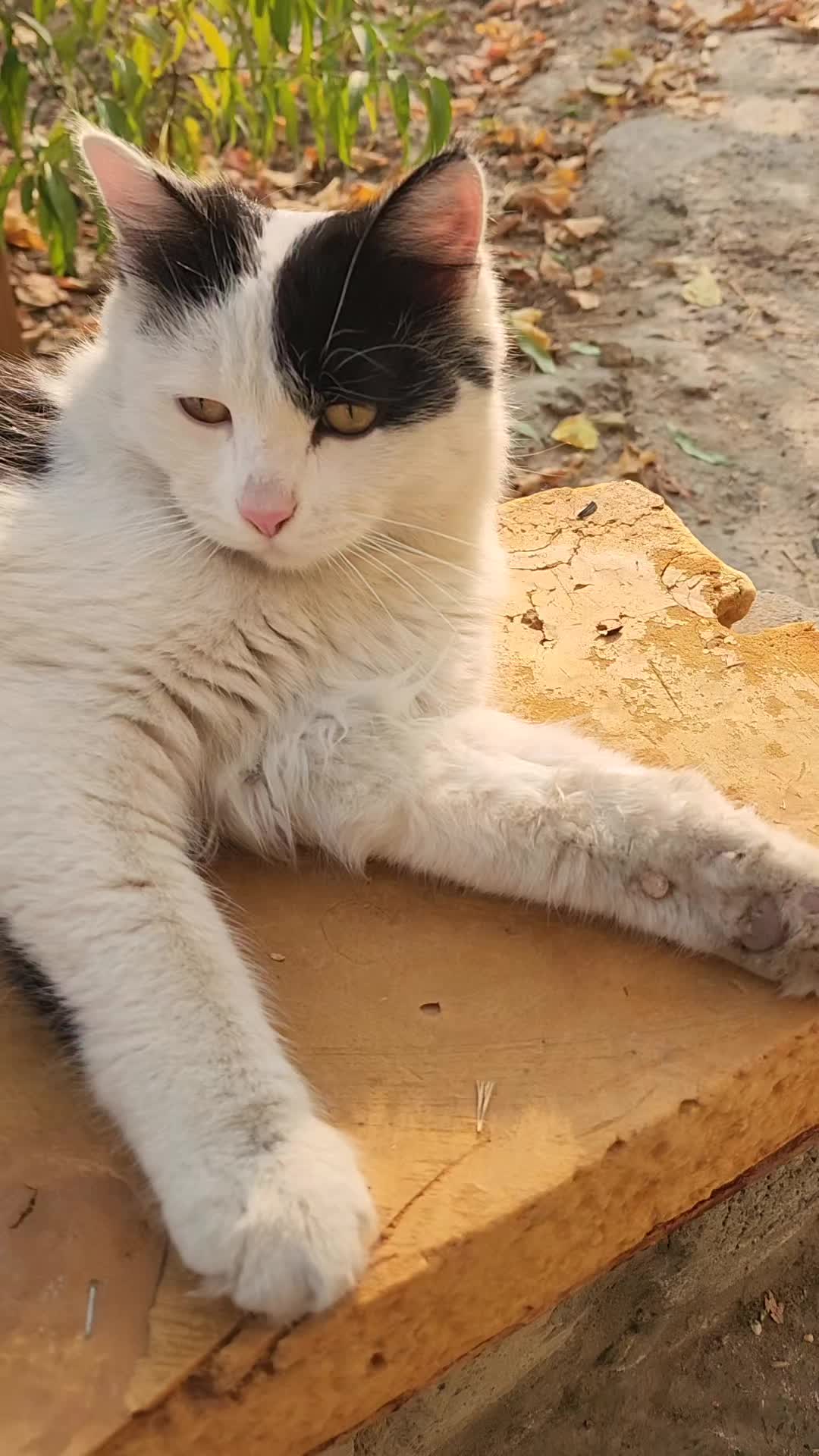 @Cat's Save