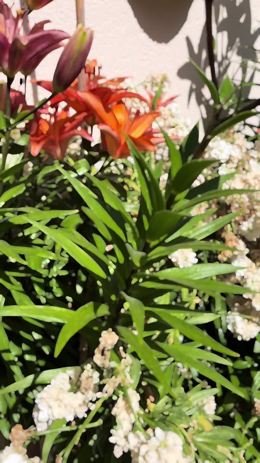 @lunalowe000🍀🍀🌹