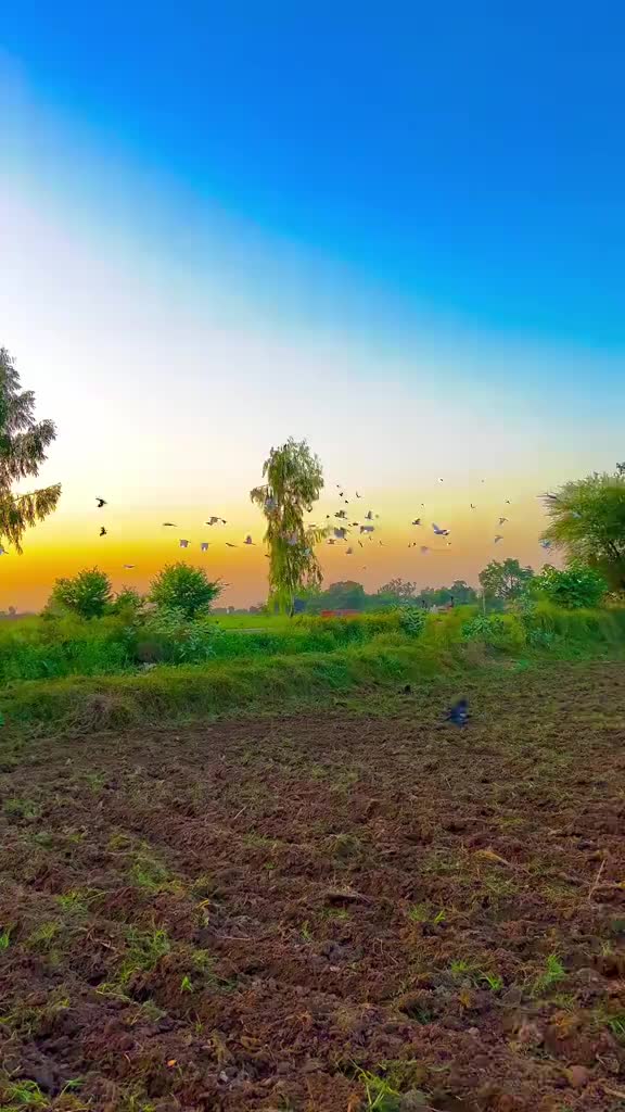 @🕊️ماہی راجپوت 🥀♥️