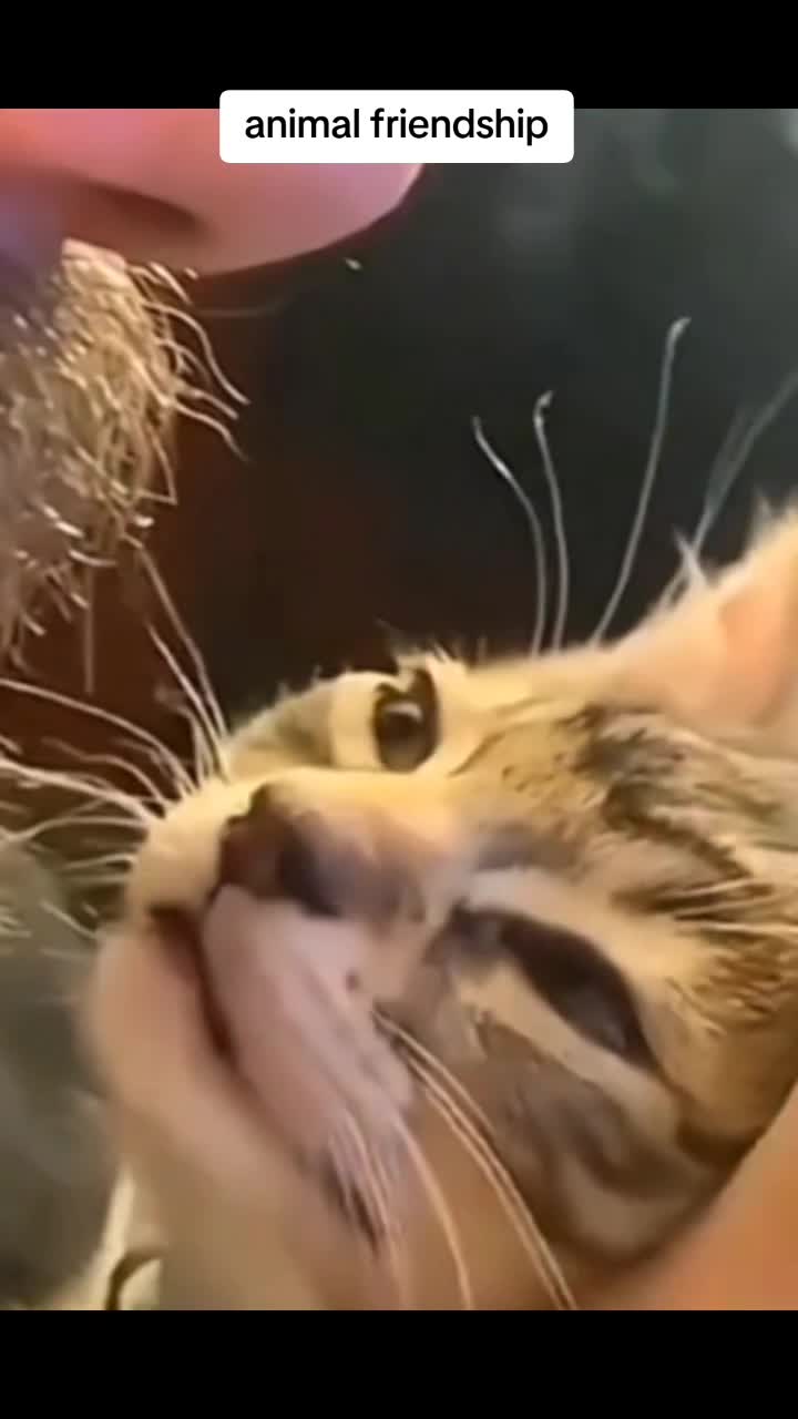 @MA