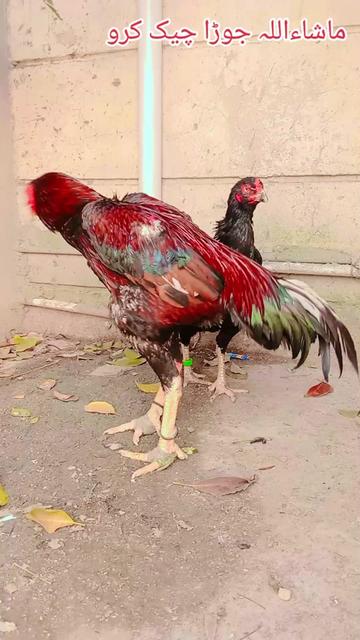 @💫جاوید 💫مغل 💫وہاڑی ⭐