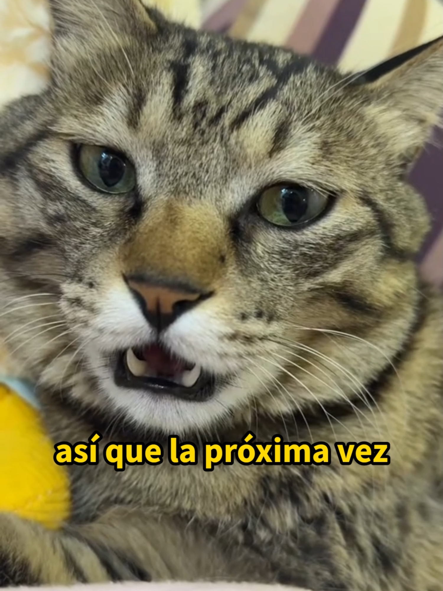 @Mi Mascota Feliz