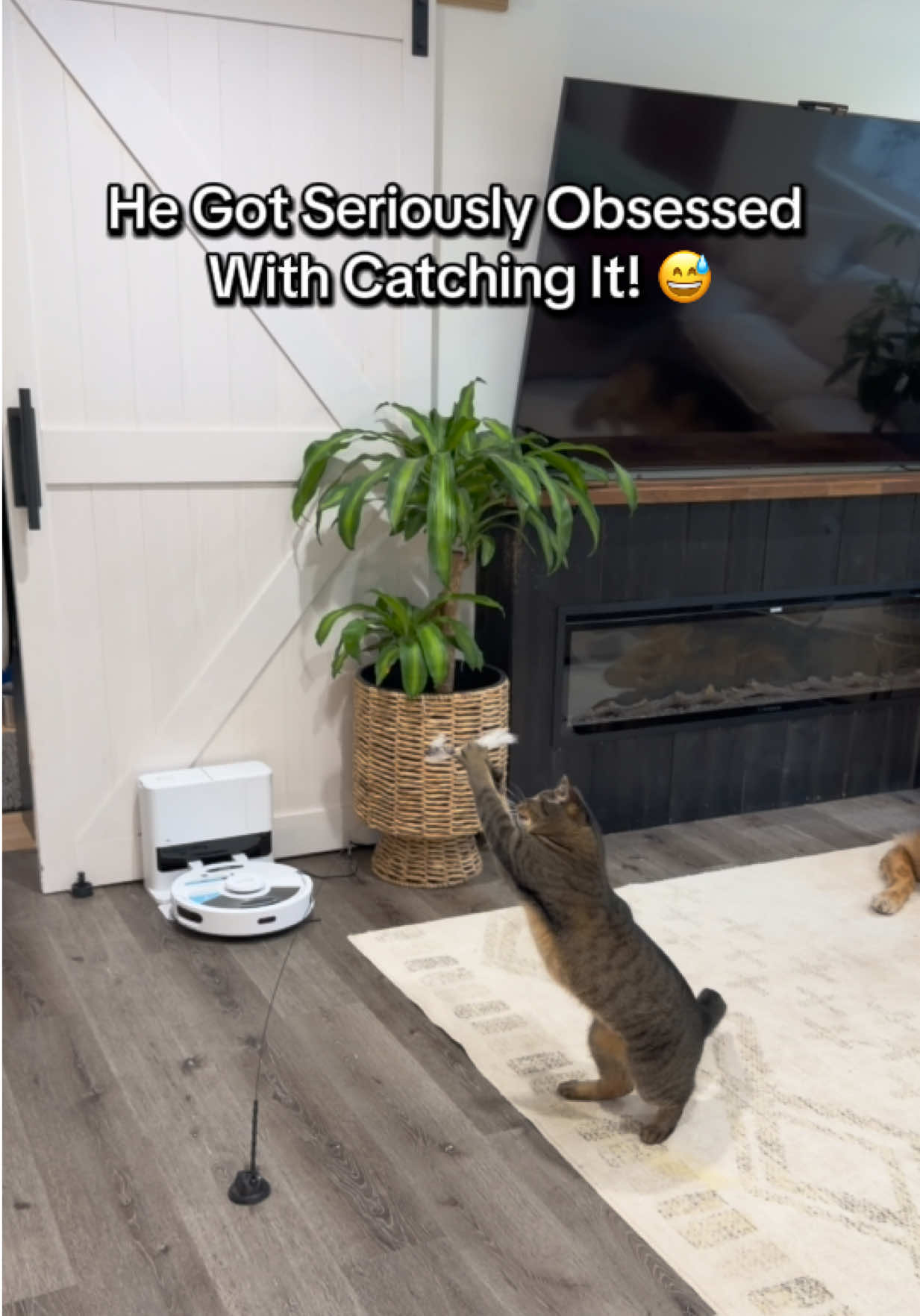 @lifewithgoldenshepherds