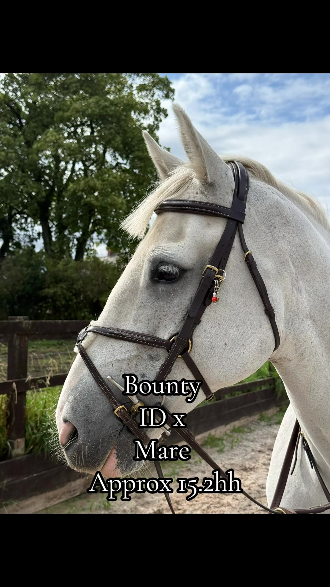 @RavenSide Equestrian