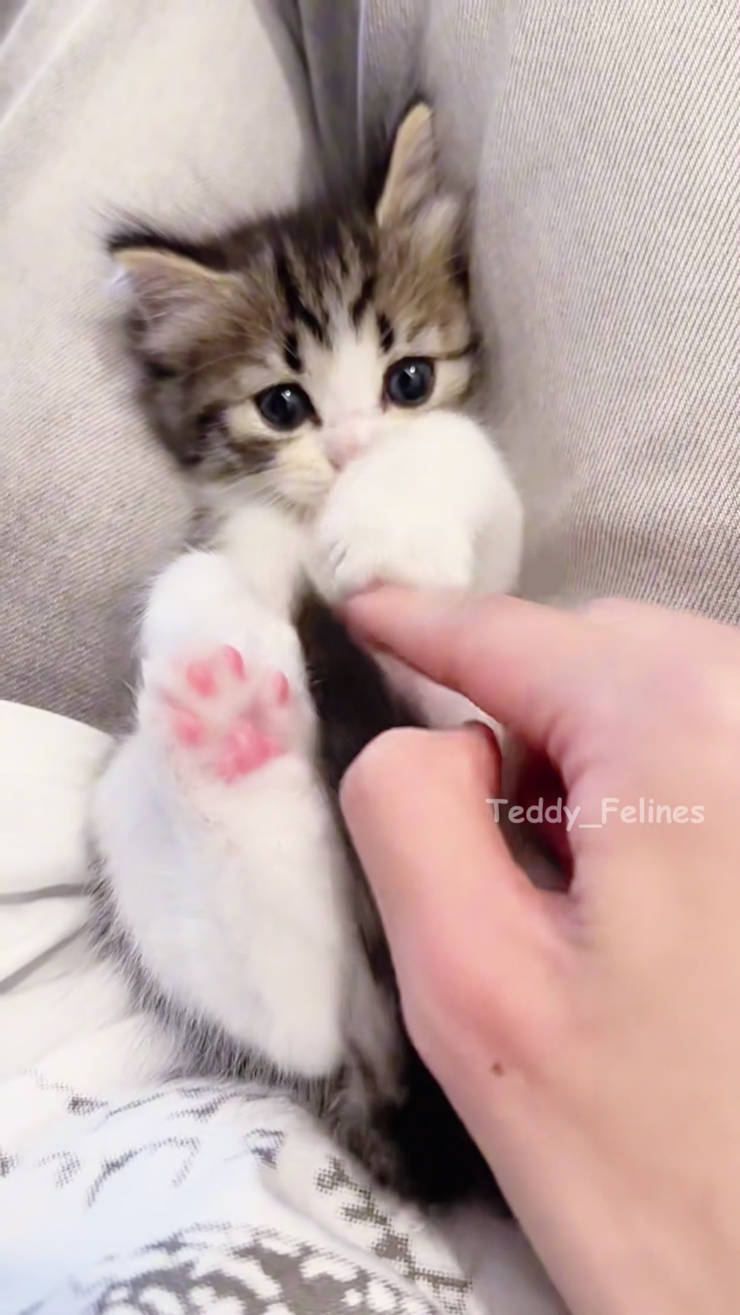 @Teddy_Felines 🧸🐾