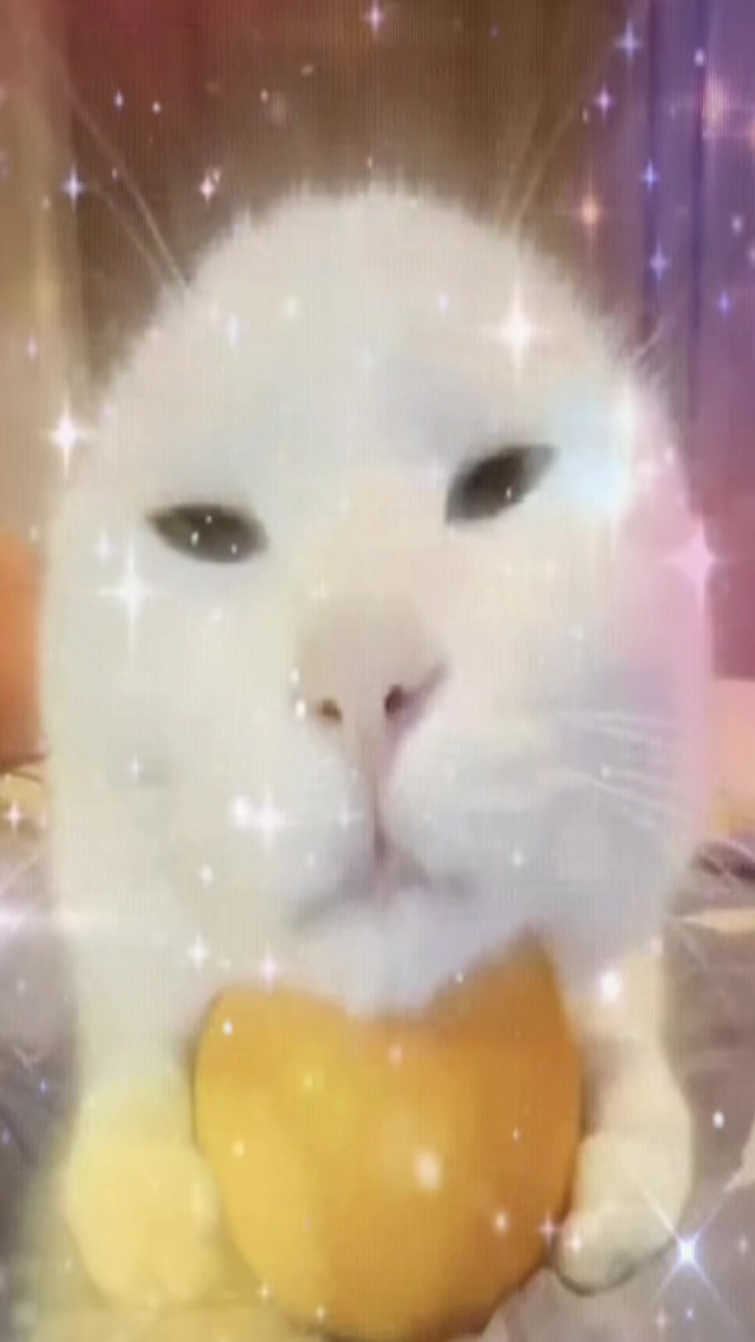 @๐ฉธ๐ฟ๐ง๐๐๐ฃ๐๐๐ง๐ก๐ฉธ