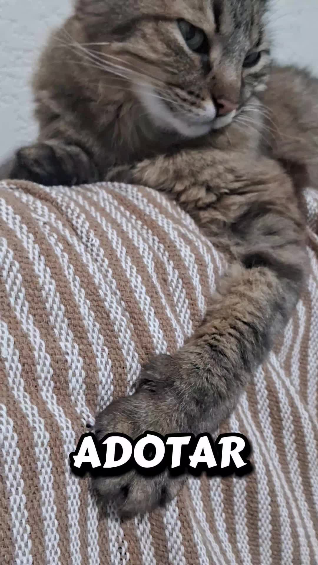 @lua