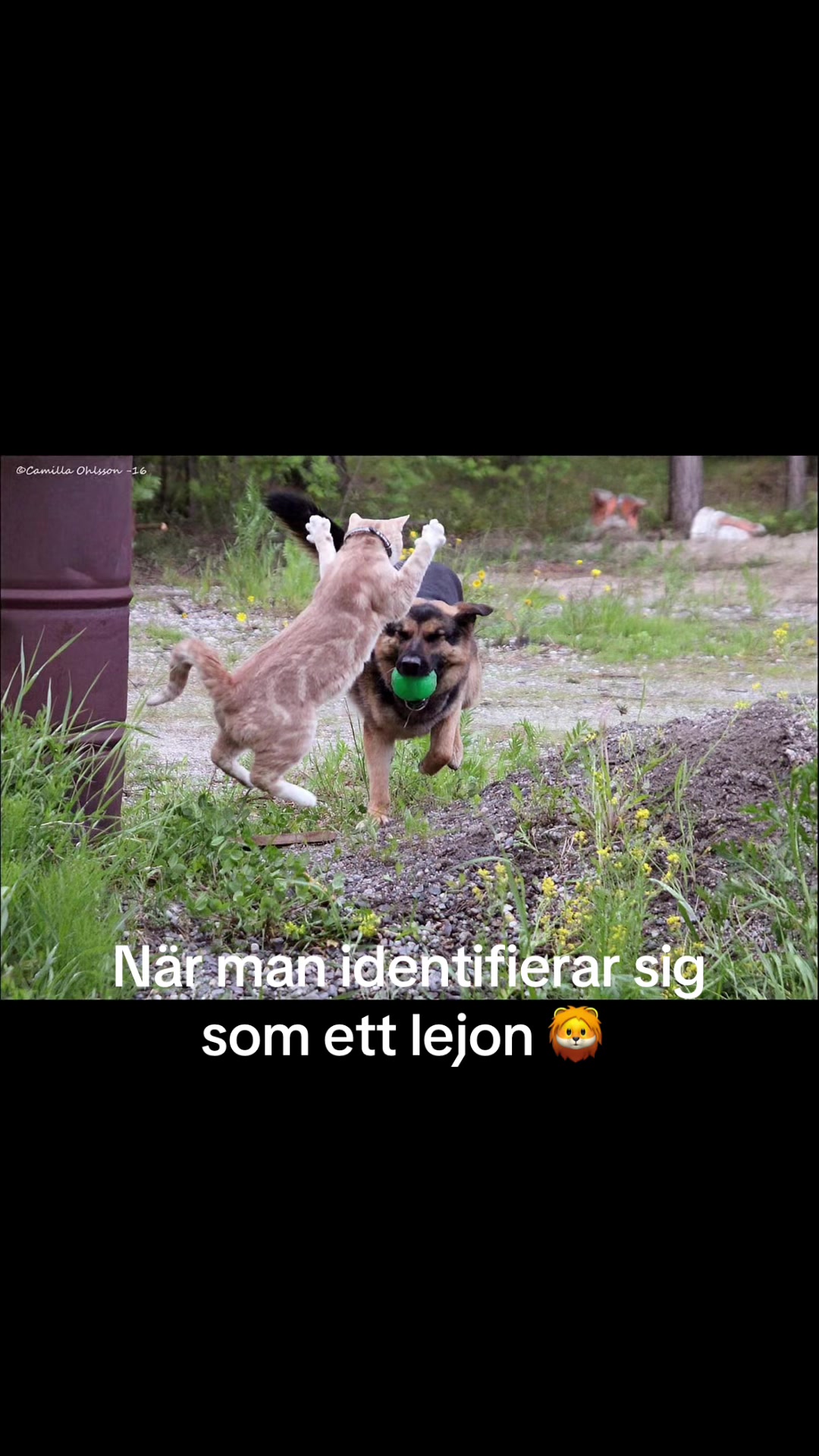 @dutch_lab_stories