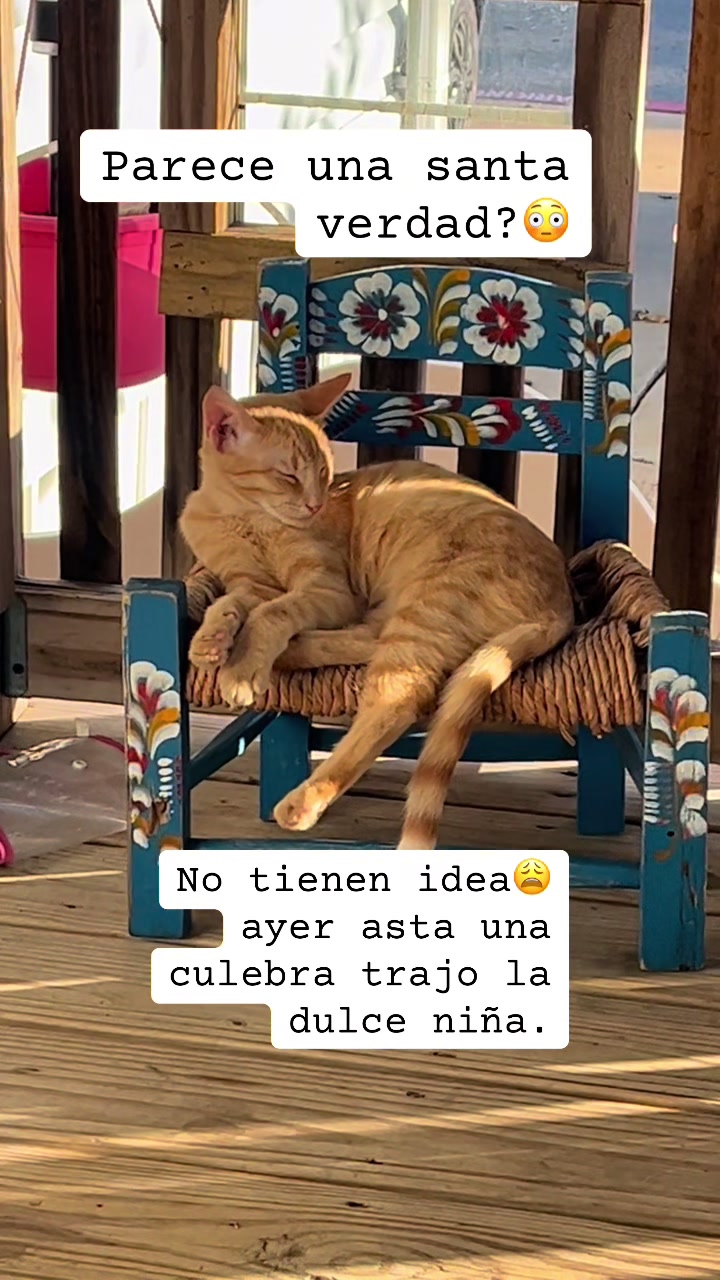 @AZUL🐶🥰