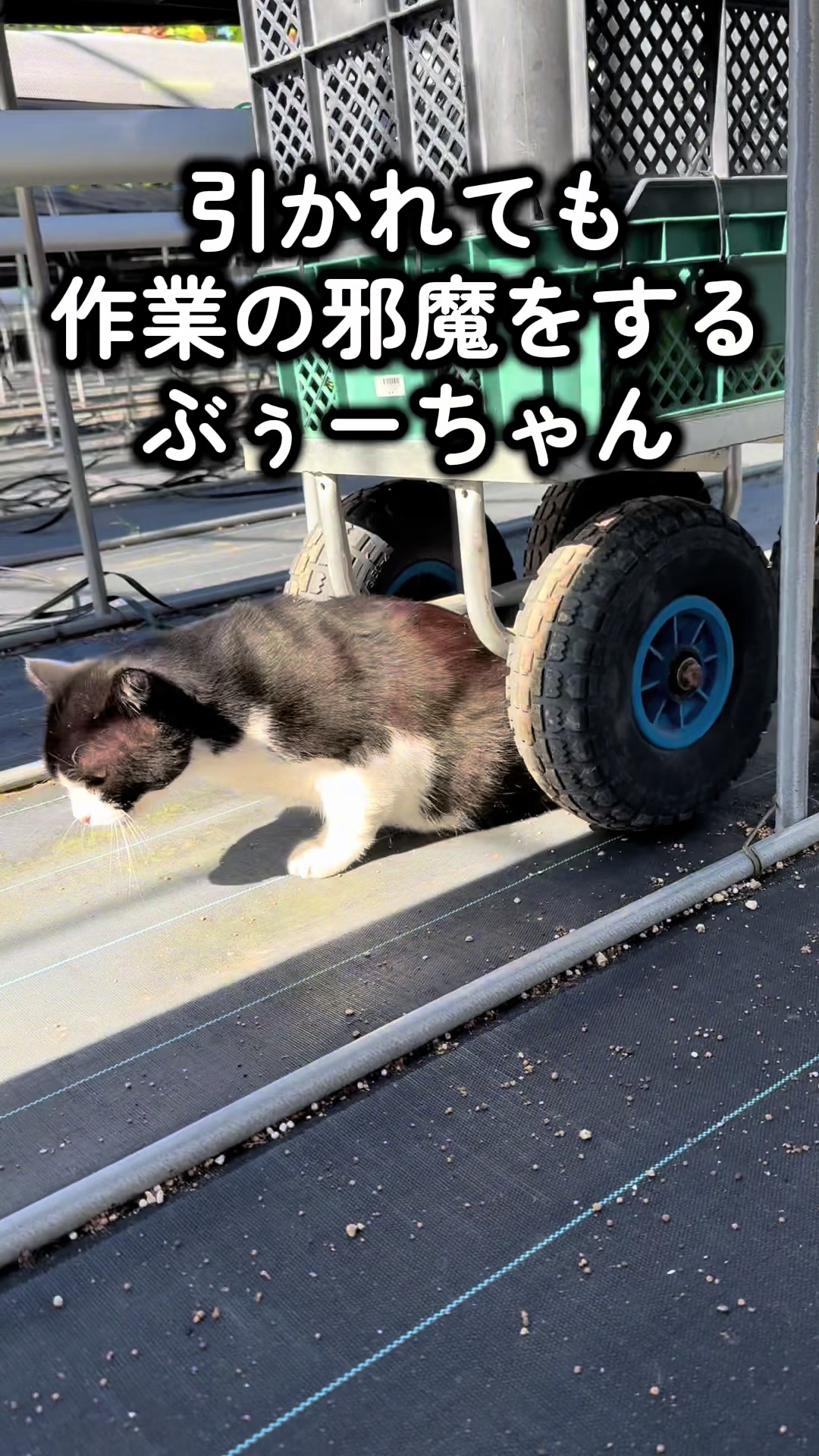@JUN🍓👑農家のオバタン