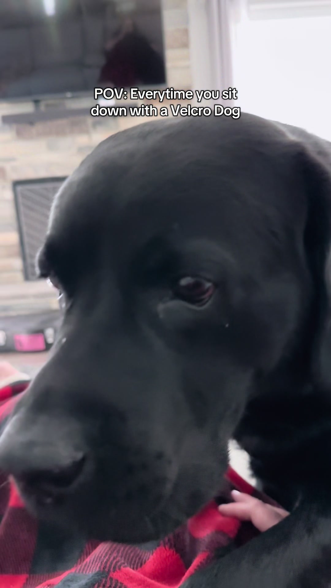 @Gunner the Good Boy Black Lab