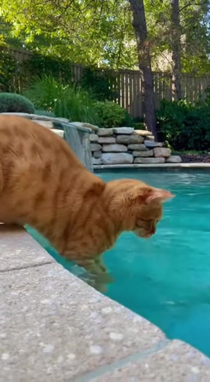 @petsmadnesstv