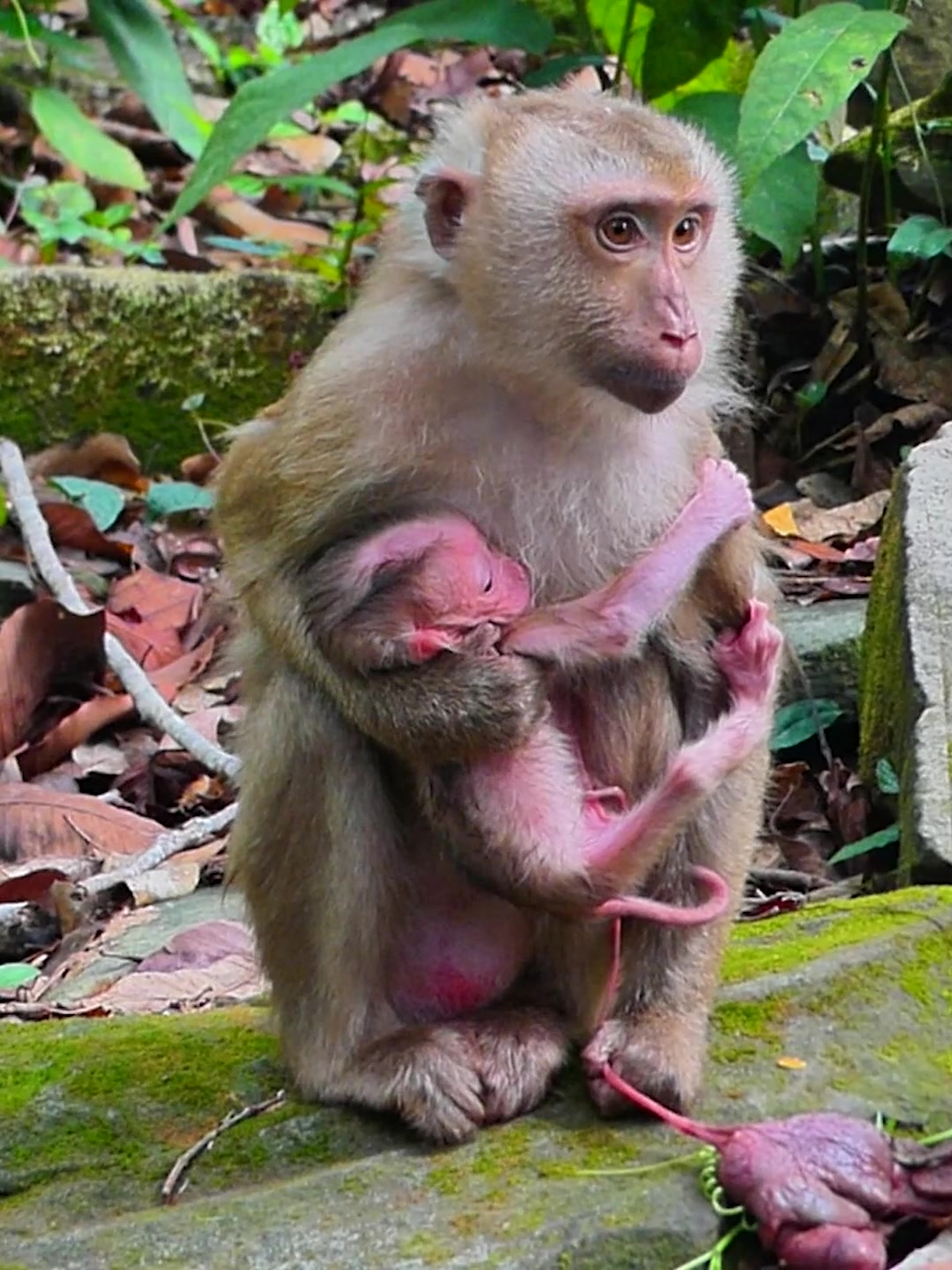 @Monkey Discovery
