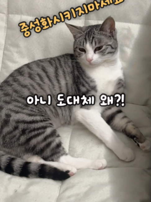 @투머치냥즈