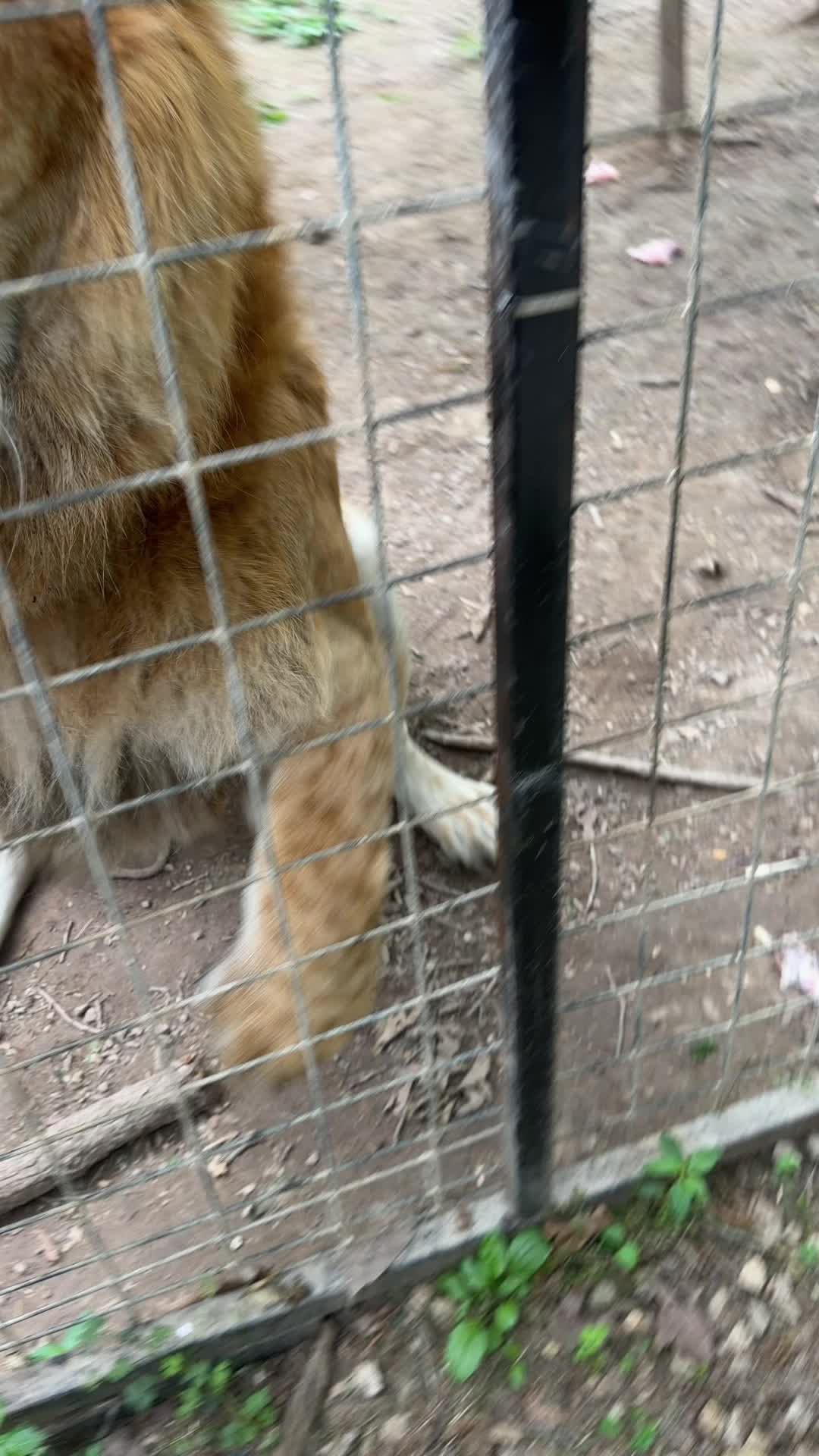 @Liondad87๐ฆ