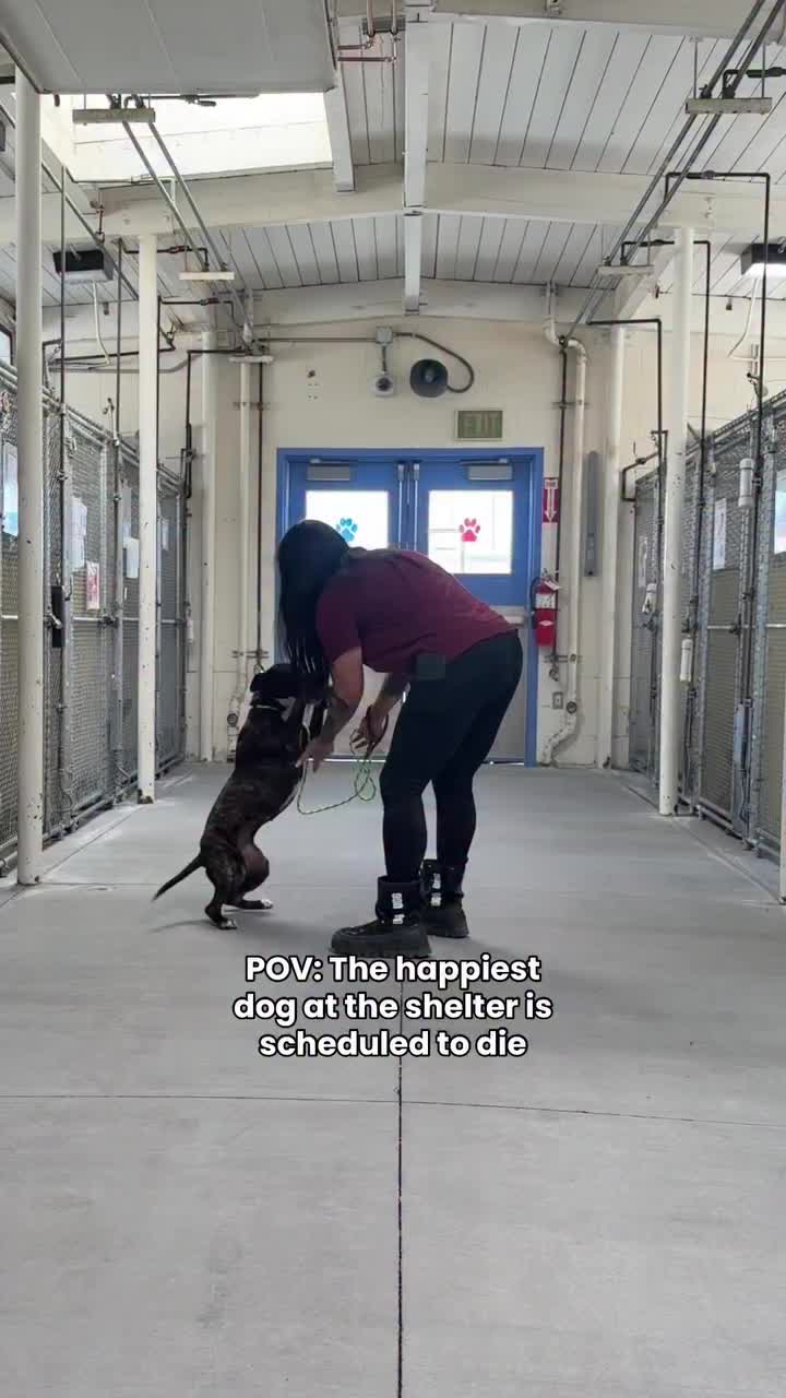 @Cane Corsos