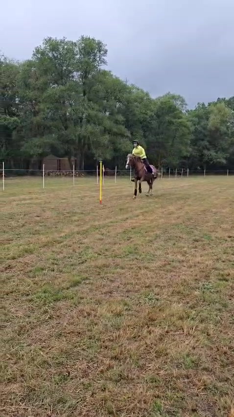 @shelbyshorseaccount