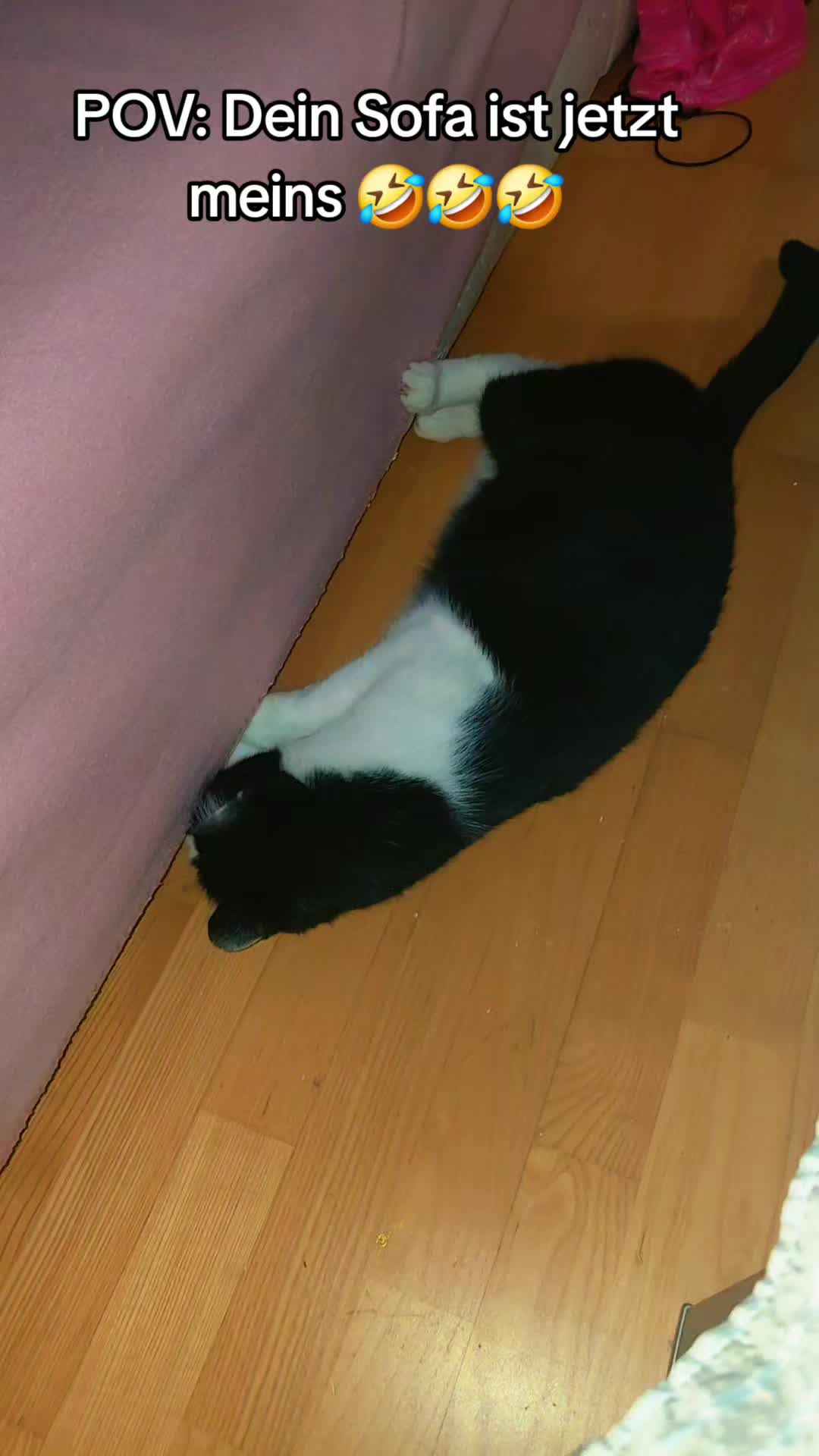 @♥️Katzenmama♥️