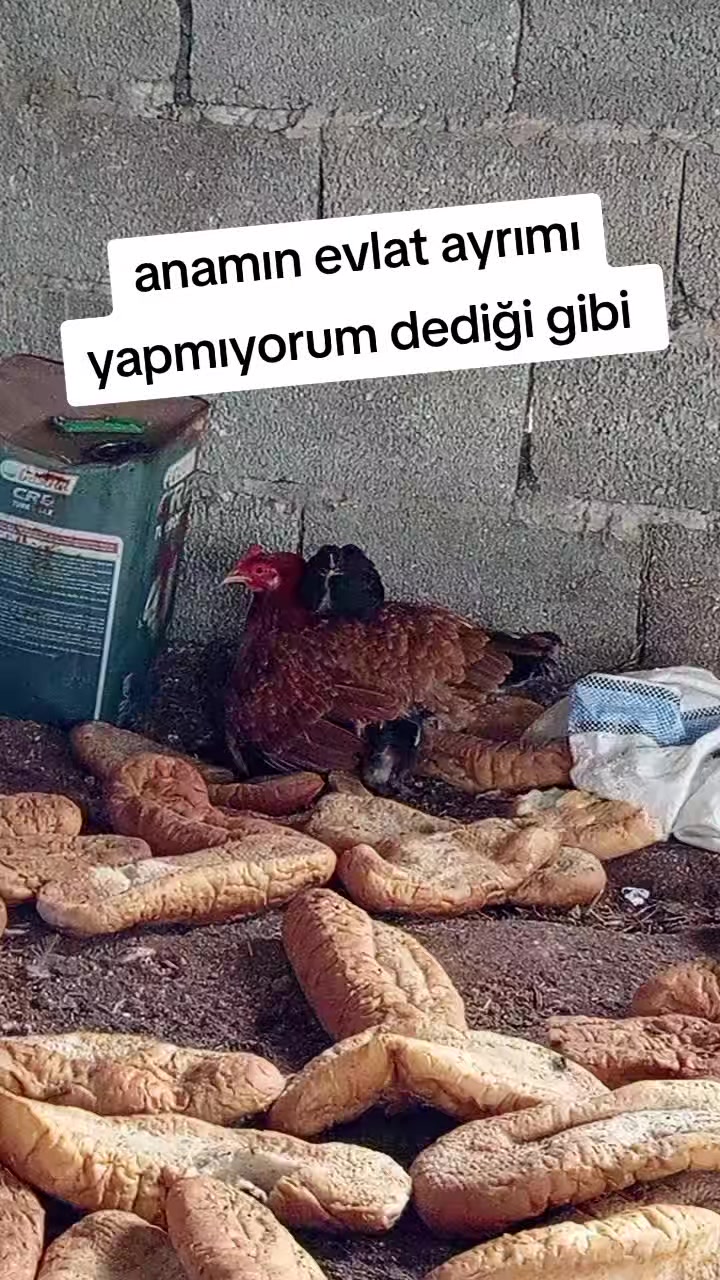 @Salim oruz
