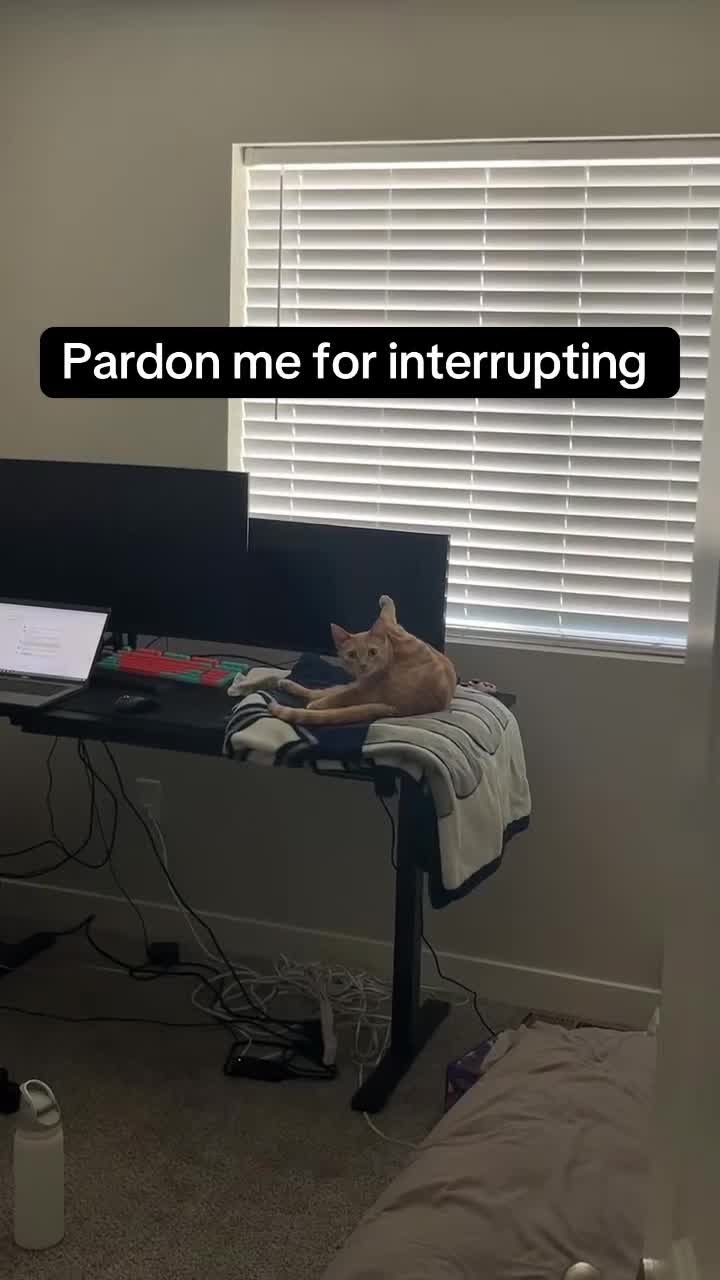 @honeythecat