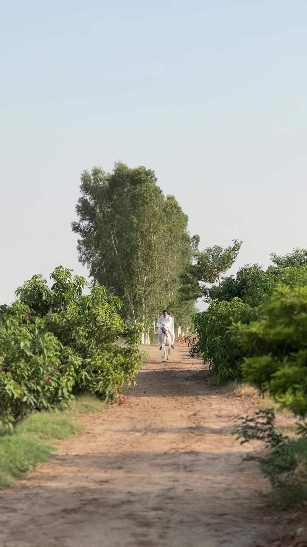 @سردار احمد ڈوگر