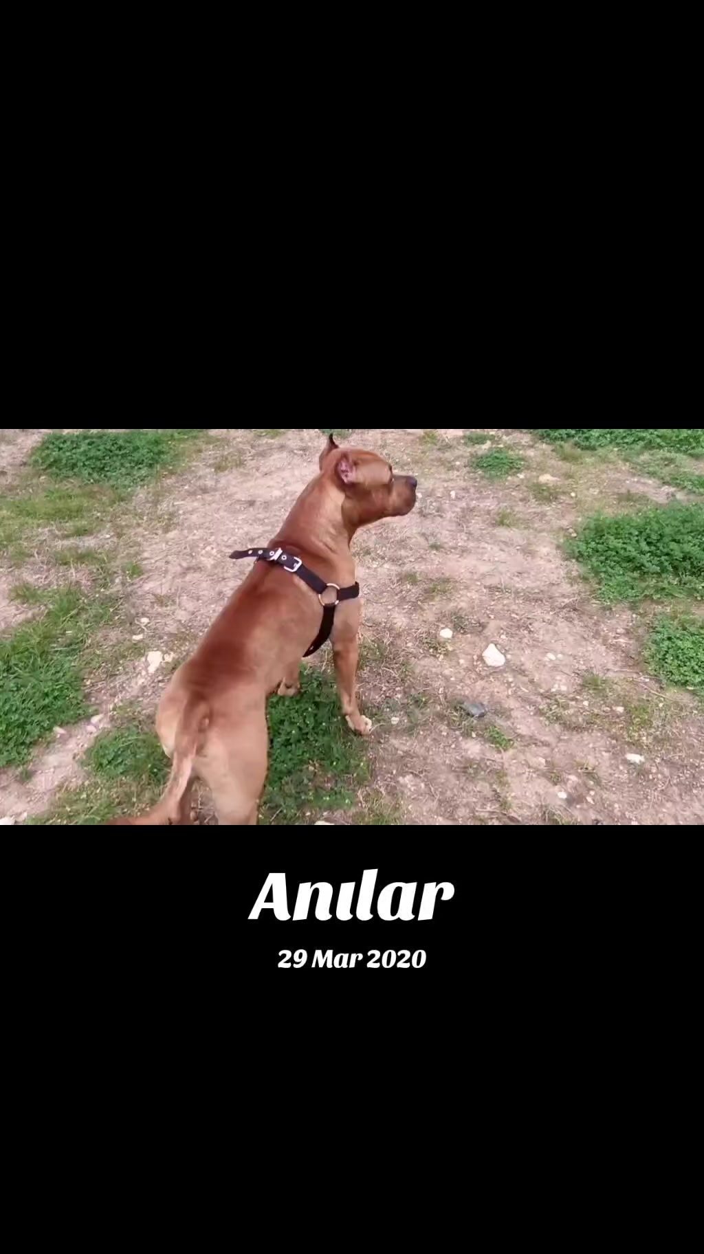 @pitbulll👑