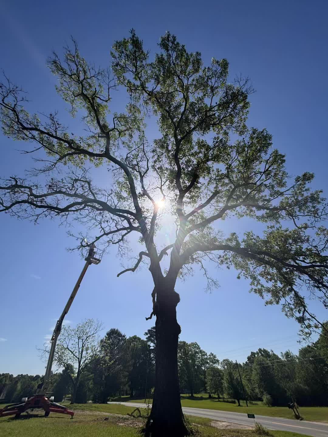 @CSR Tree Service, LLC.